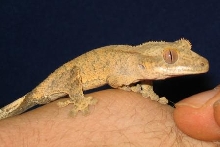 Crested gecko