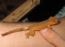 Crested Gecko