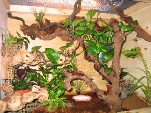 Crested Gecko Cage