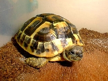 E. Hermanni