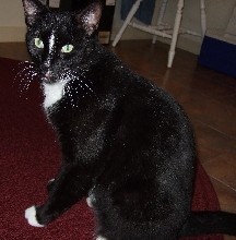Elwood 2