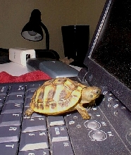 E. Hermanni on computer