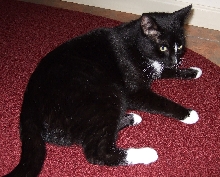 Elwood 1