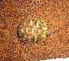 Speedy (Top View)