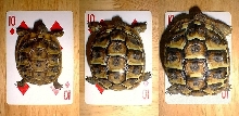 Speedy's Growth At One Year Old