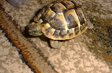speedy on rug