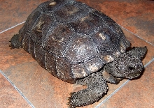 Tort Id Needed