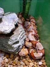 snake copperhead