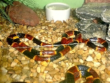 snake coral