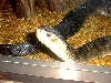 snake cottonmouth