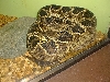 snake diamondback