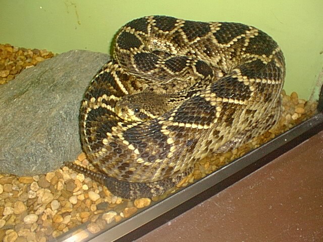 snake diamondback