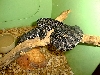 snake pigmy