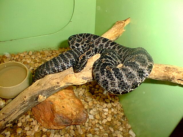snake pigmy