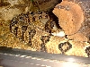 snake timber