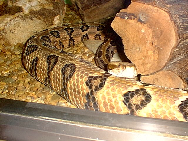 snake timber