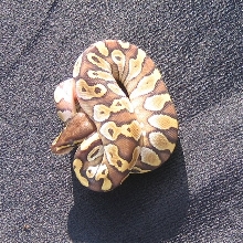 Lesser Girl