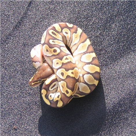Lesser Girl