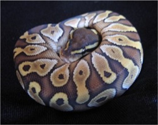 lesser