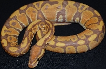 Caramel