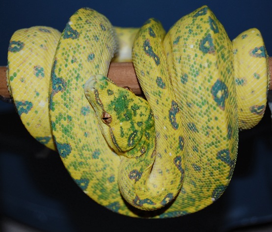 gtp