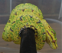 scz aru biak