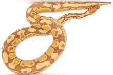 am