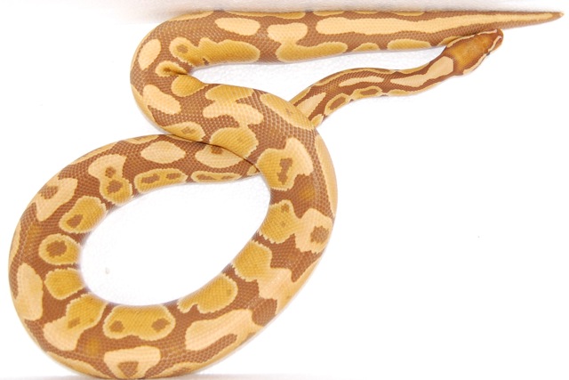 am
