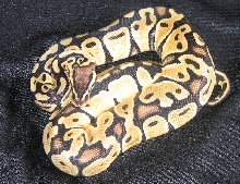 330 G Pastel