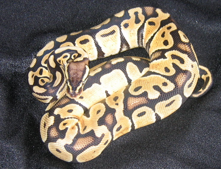 330 G Pastel