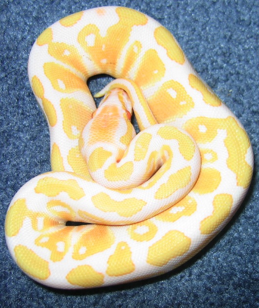 albml
