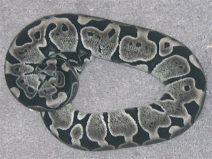 AX