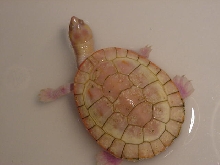 Albino