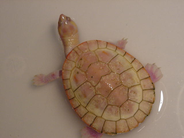 Albino