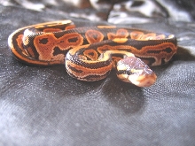 cinni female