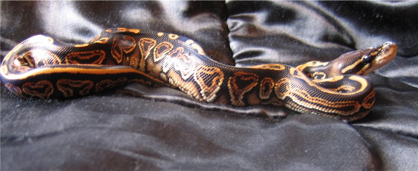 cinni male