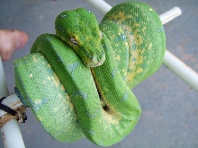 scz gtp