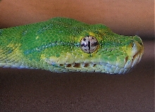 heres lookin at you