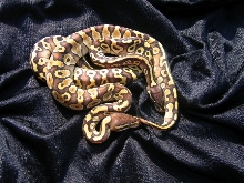 lesser pair 6 16 06