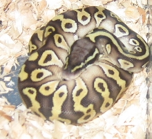 male lesser
