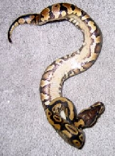 yb