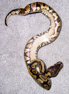 yb