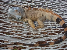 Lizard Hammock