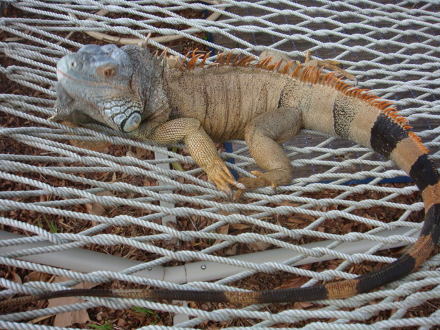 Lizard Hammock