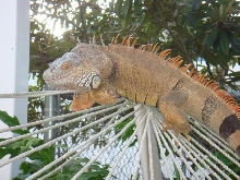 Lizard in Hammock