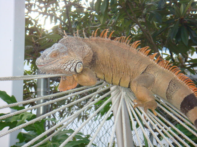 Lizard in Hammock