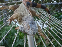 Lizard Hammock~2