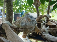 Lizard @ Home