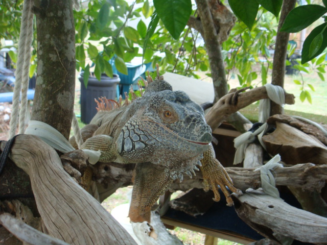 Lizard @ Home