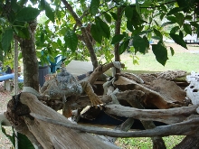 Lizard's Tree
